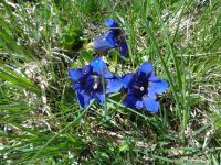 Großer Enzian, Gagenhaupt, Zermatt, Schweiz