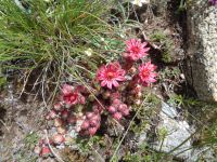 Berg-Hauswurz, Gagenhaupt, Zermatt, Schweiz