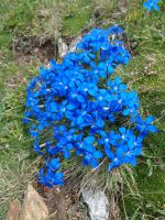 Kleiner Enzian, Riffelberg, Zermatt, Schweiz