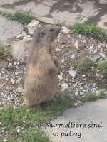 Murmeltierpark Stanserhorn 