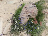 199 Zermatt - Am Riffelsee - Bergblumen