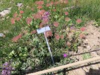 200 Zermatt - Am Riffelsee - Alpengarten