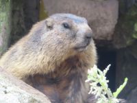 245 Fahrt nach Flüeli - Fahrt über den Grimselpass  - Murmeltiere im Murmeltierpark auf dem Pass