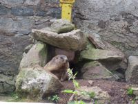 246 Fahrt nach Flüeli - Fahrt über den Grimselpass  - Murmeltiere im Murmeltierpark auf dem Pass