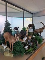 283 Ausflug auf den Pilatus