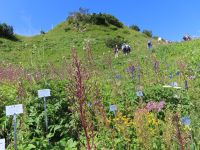 395 Ausflug zur Schynigen Platte - Alpengarten