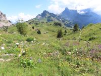 400 Ausflug zur Schynigen Platte - Alpengarten