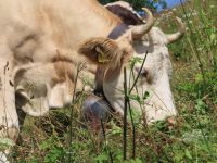 405 Ausflug zur Schynigen Platte - Wanderung auf dem Panorma- und Flower Trail - die Kühe kamen ganz nah ran