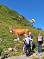 413 Ausflug zur Schynigen Platte - Wanderung auf dem Panorma- und Flower Trail - die Kühe kamen ganz nah ran