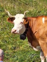 414 Ausflug zur Schynigen Platte - Wanderung auf dem Panorma- und Flower Trail - die Kühe kamen ganz nah ran