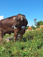417 Ausflug zur Schynigen Platte - Wanderung auf dem Panorma- und Flower Trail - die Kühe kamen ganz nah ran