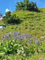 419 Ausflug zur Schynigen Platte - Alpengarten