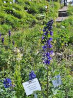 421 Ausflug zur Schynigen Platte - Alpengarten
