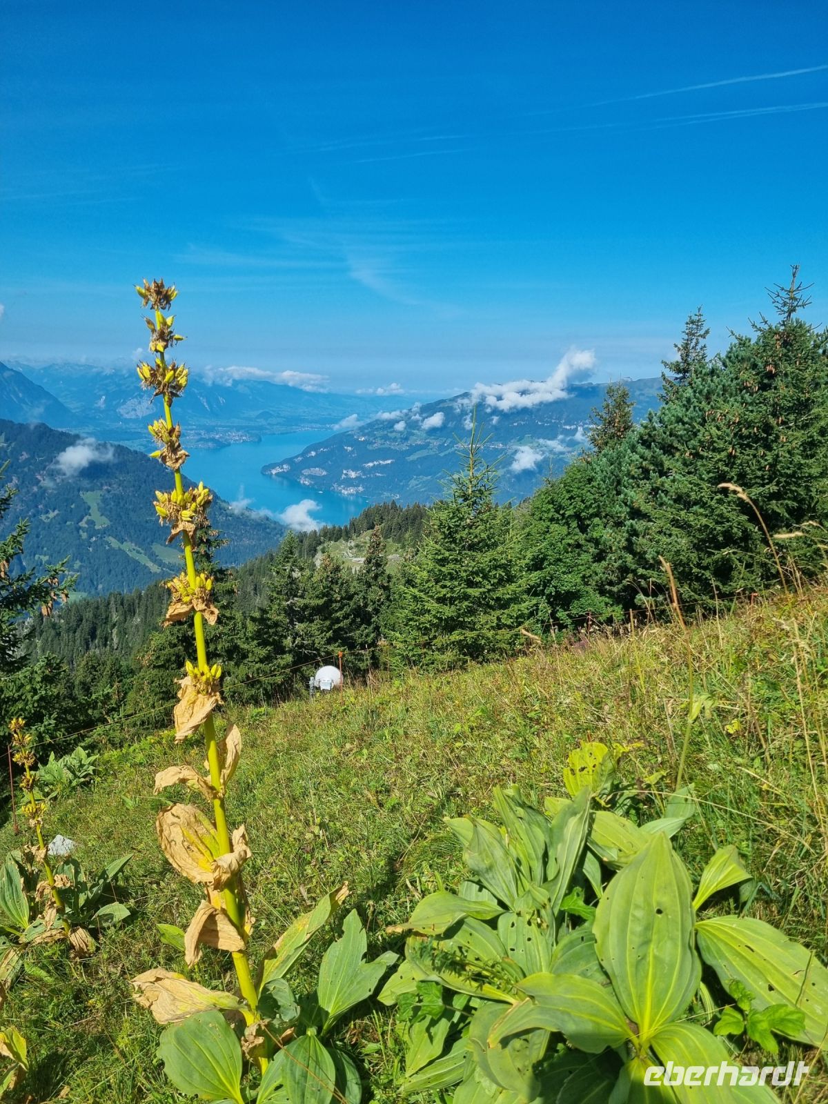 Schynige Platte - Blick auf den Brienzer See