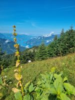 Schynige Platte - Blick auf den Brienzer See