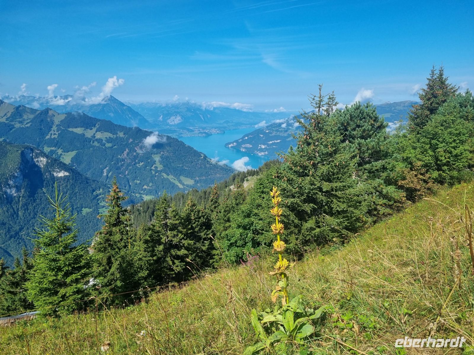 Schynige Platte - Blick auf den Brienzer See