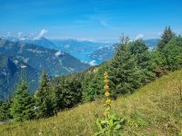 Schynige Platte - Blick auf den Brienzer See