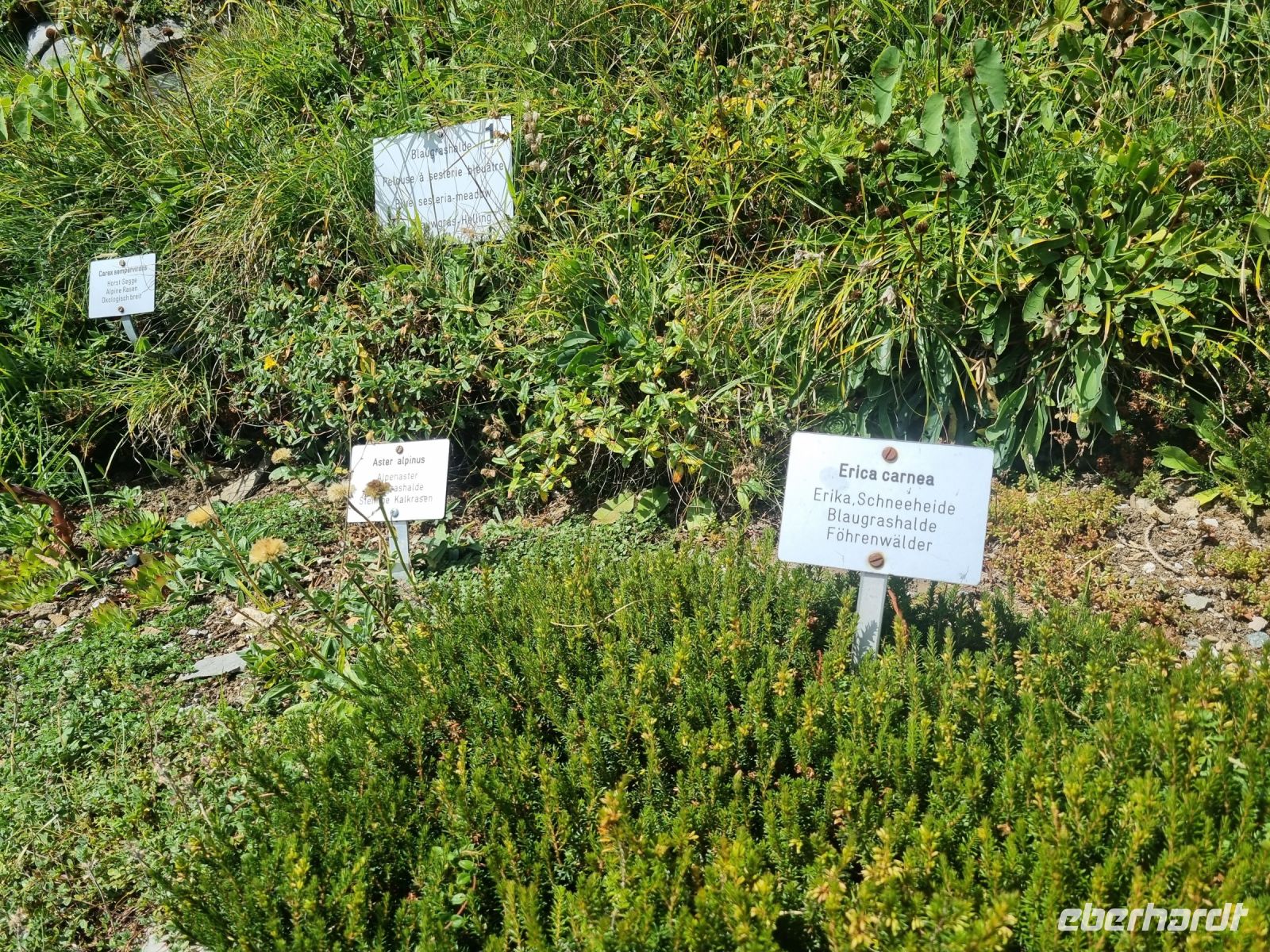 Schynige Platte - Alpengarten