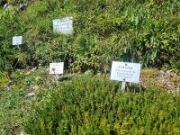 Schynige Platte - Alpengarten