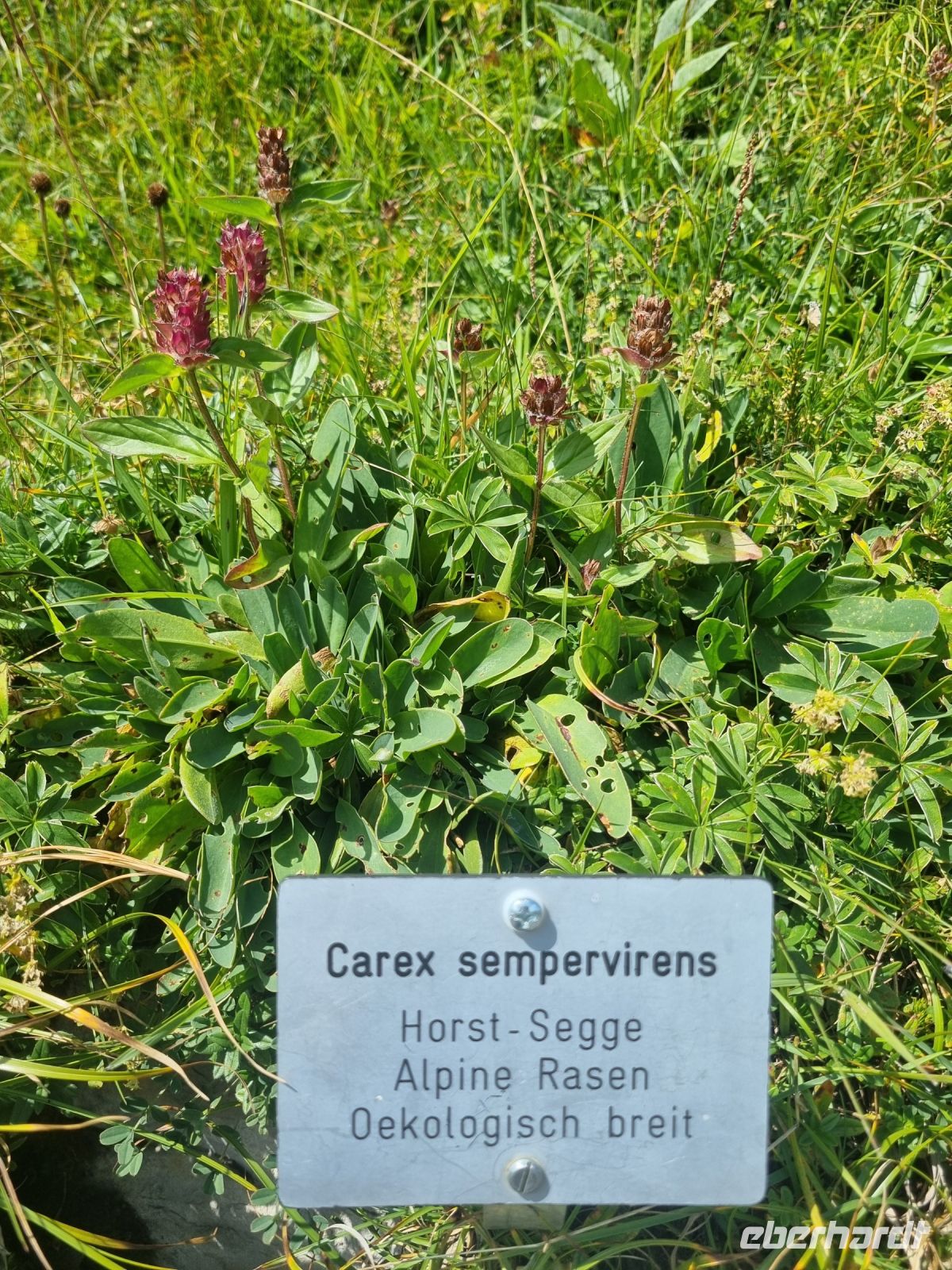 Schynige Platte - Alpengarten