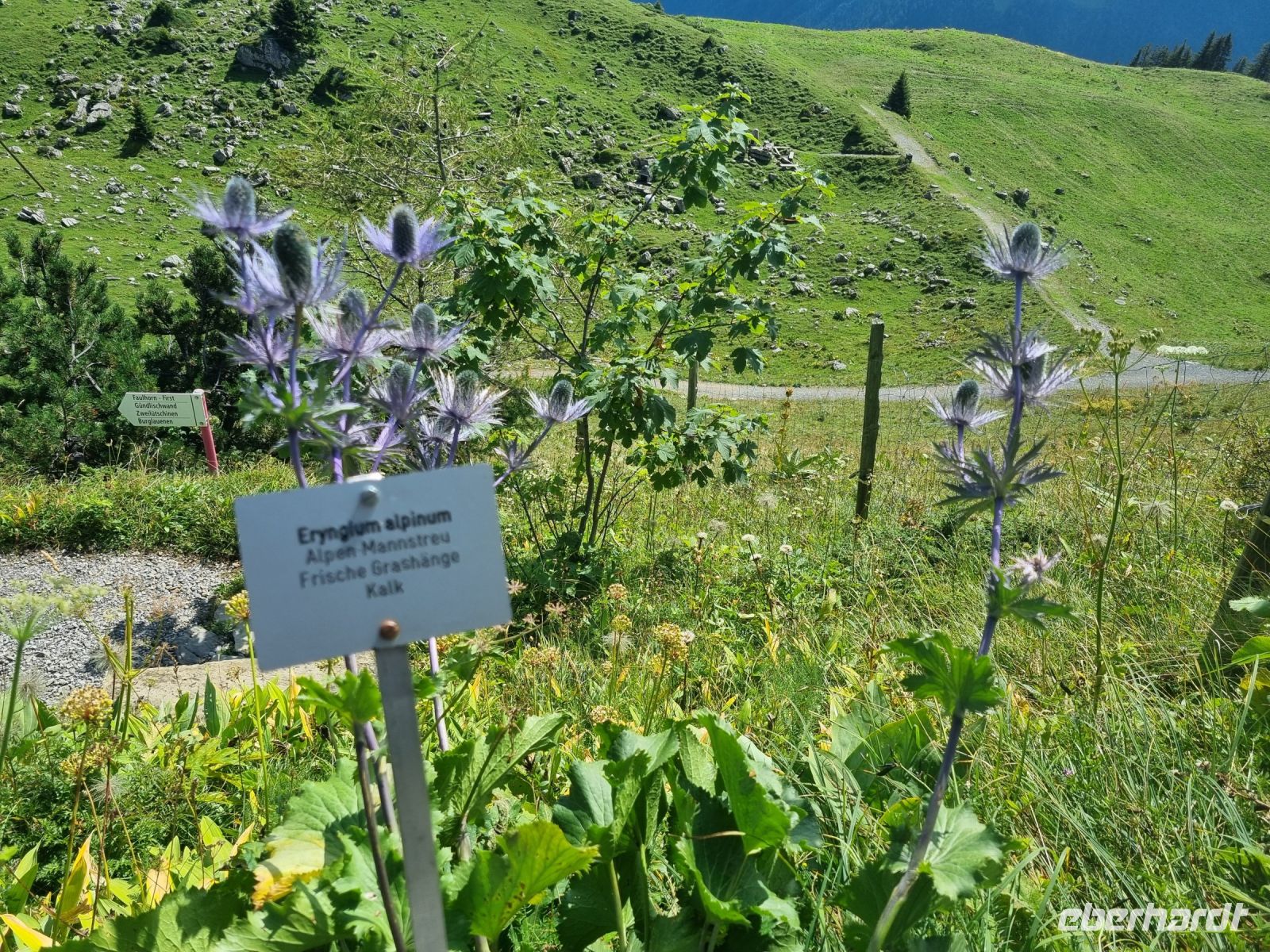 Schynige Platte - Alpengarten