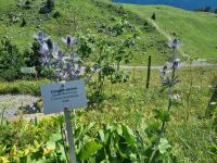 Schynige Platte - Alpengarten