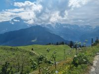 Schynige Platte - Alpengarten