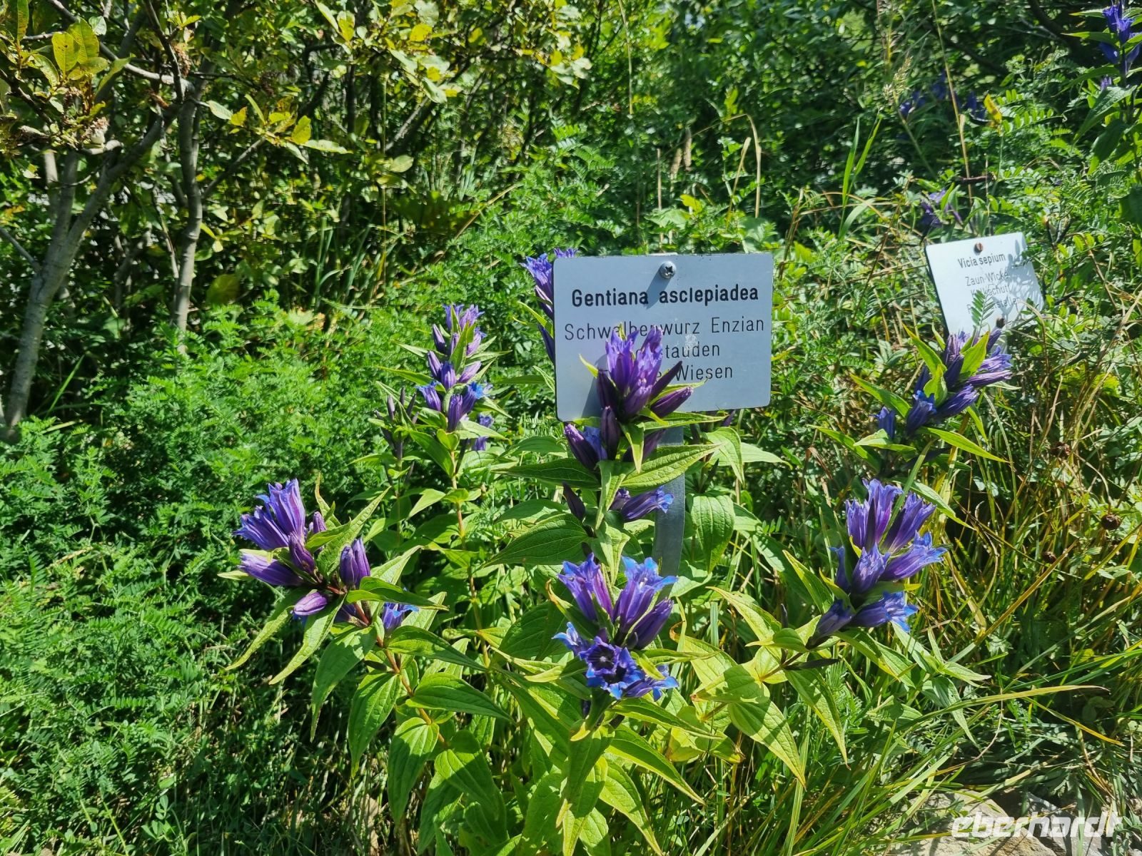 Schynige Platte - Alpengarten