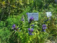 Schynige Platte - Alpengarten