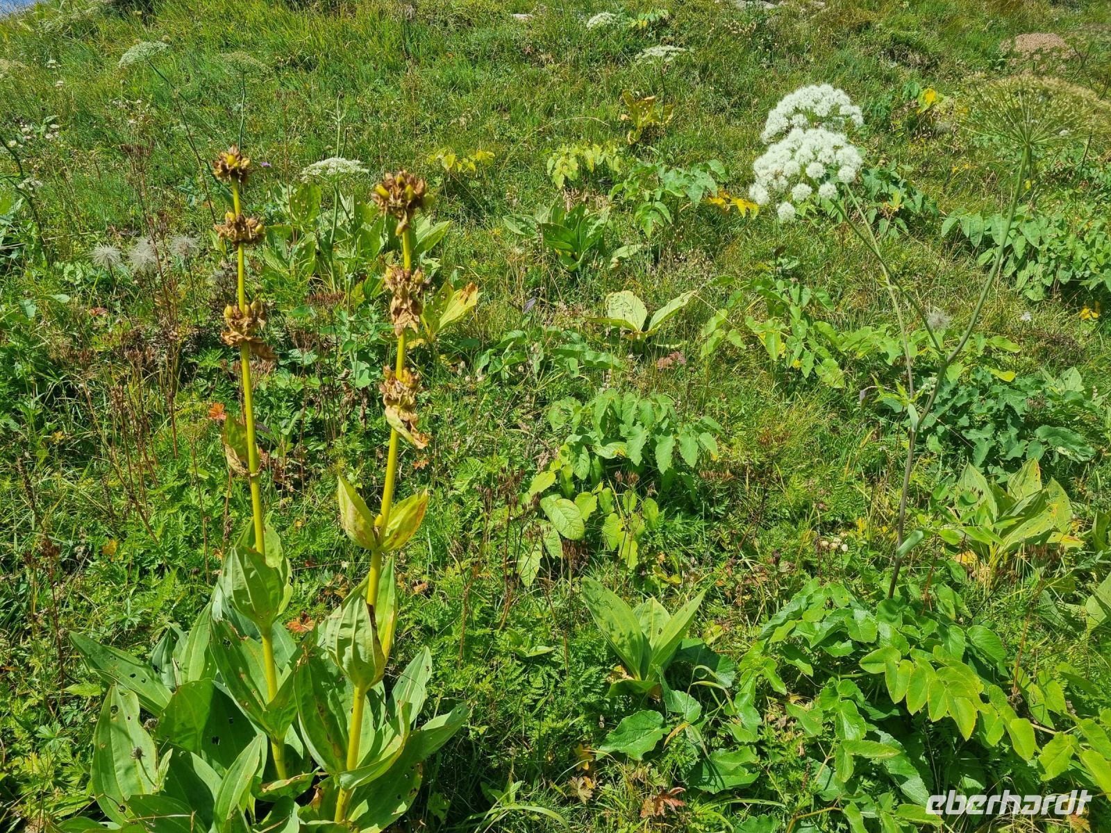 Schynige Platte - Alpengarten
