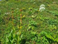 Schynige Platte - Alpengarten