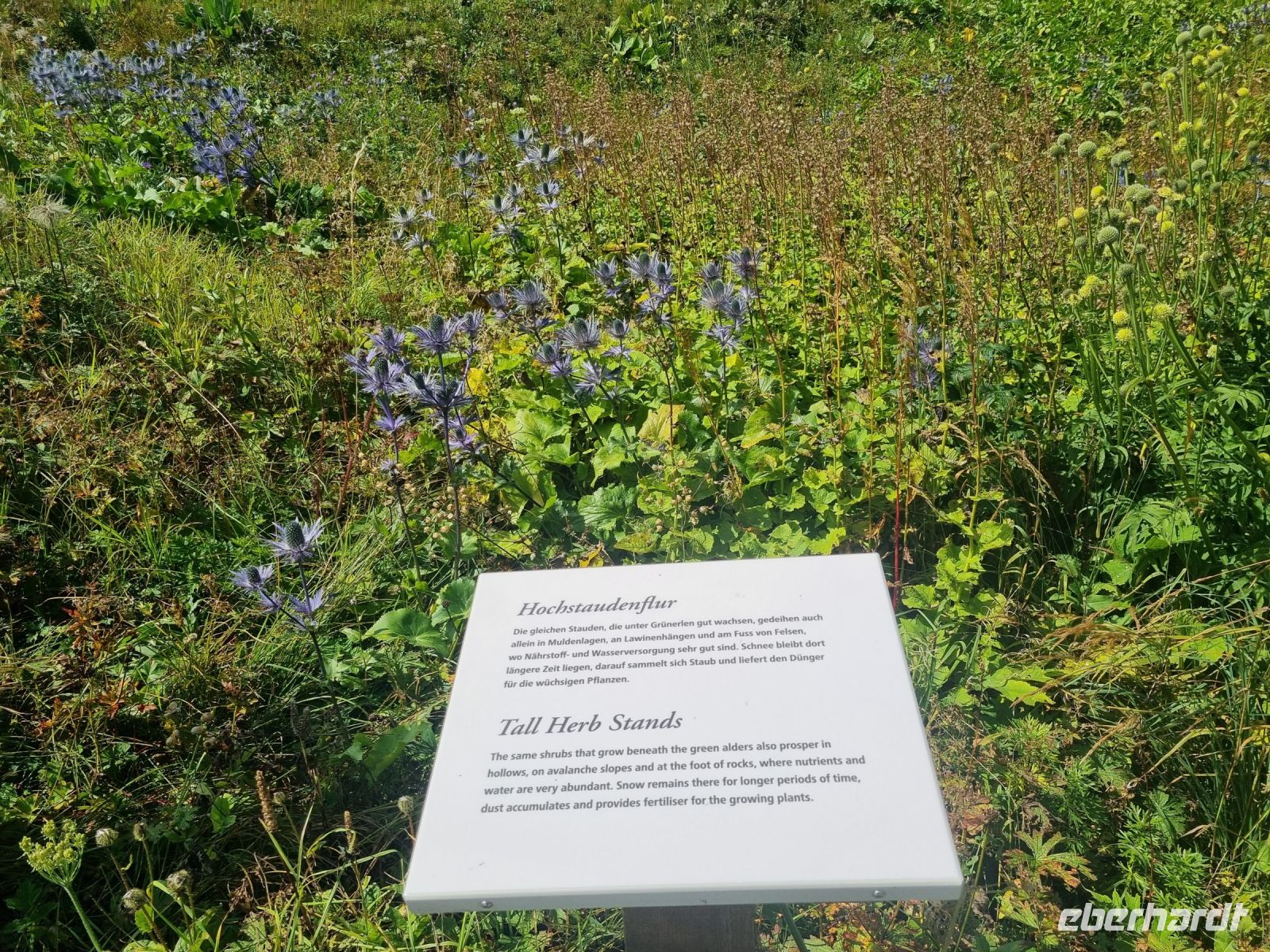 Schynige Platte - Alpengarten
