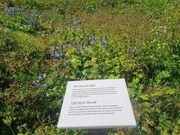 Schynige Platte - Alpengarten