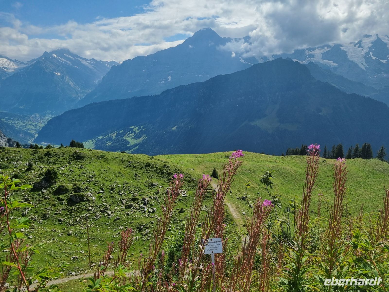 Schynige Platte - Alpengarten