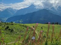 Schynige Platte - Alpengarten