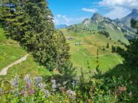 Schynige Platte - Alpengarten