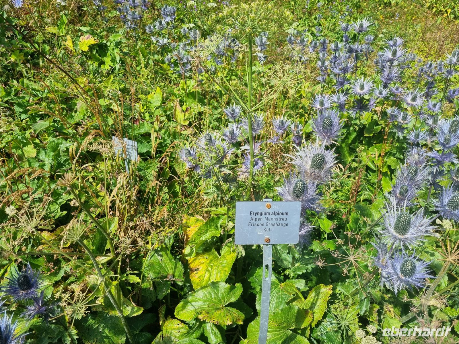 Schynige Platte - Alpengarten