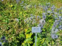 Schynige Platte - Alpengarten