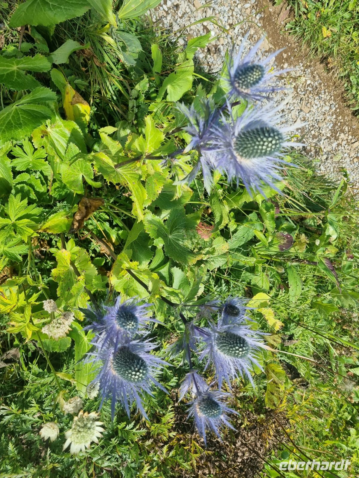 Schynige Platte - Alpengarten