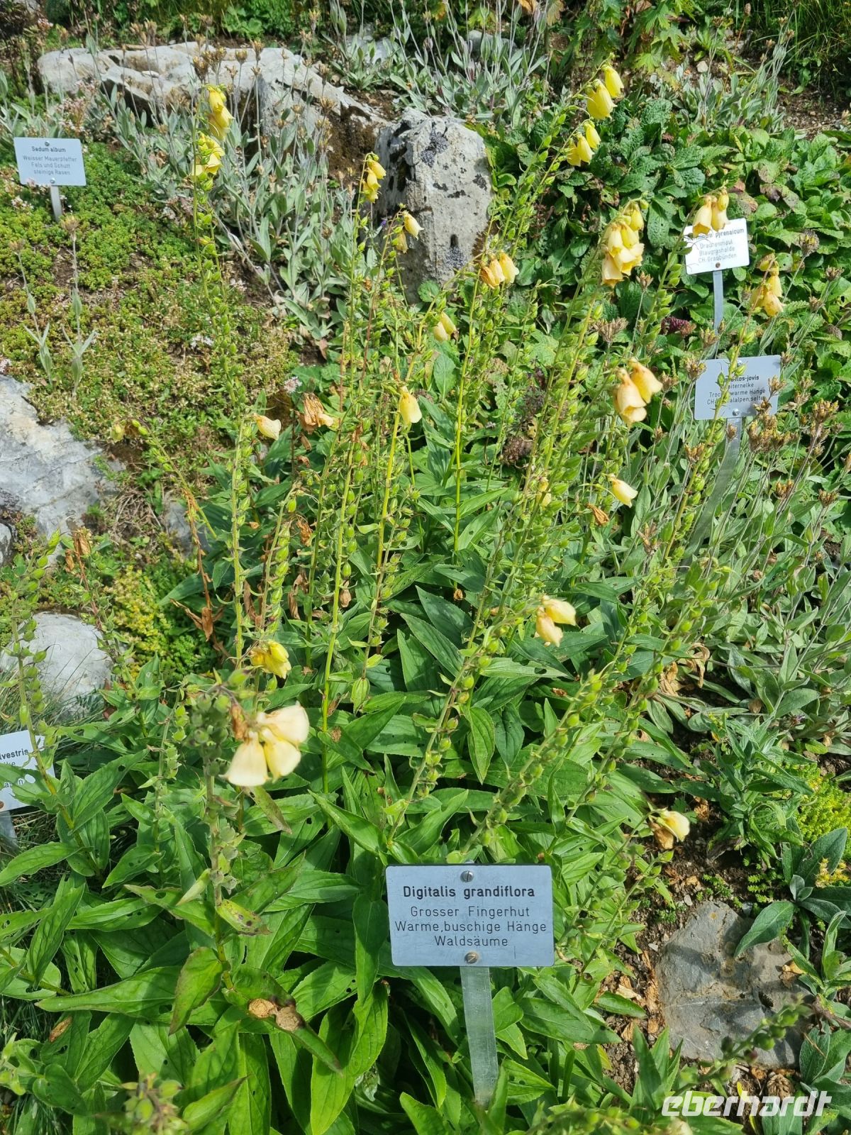 Schynige Platte - Alpengarten