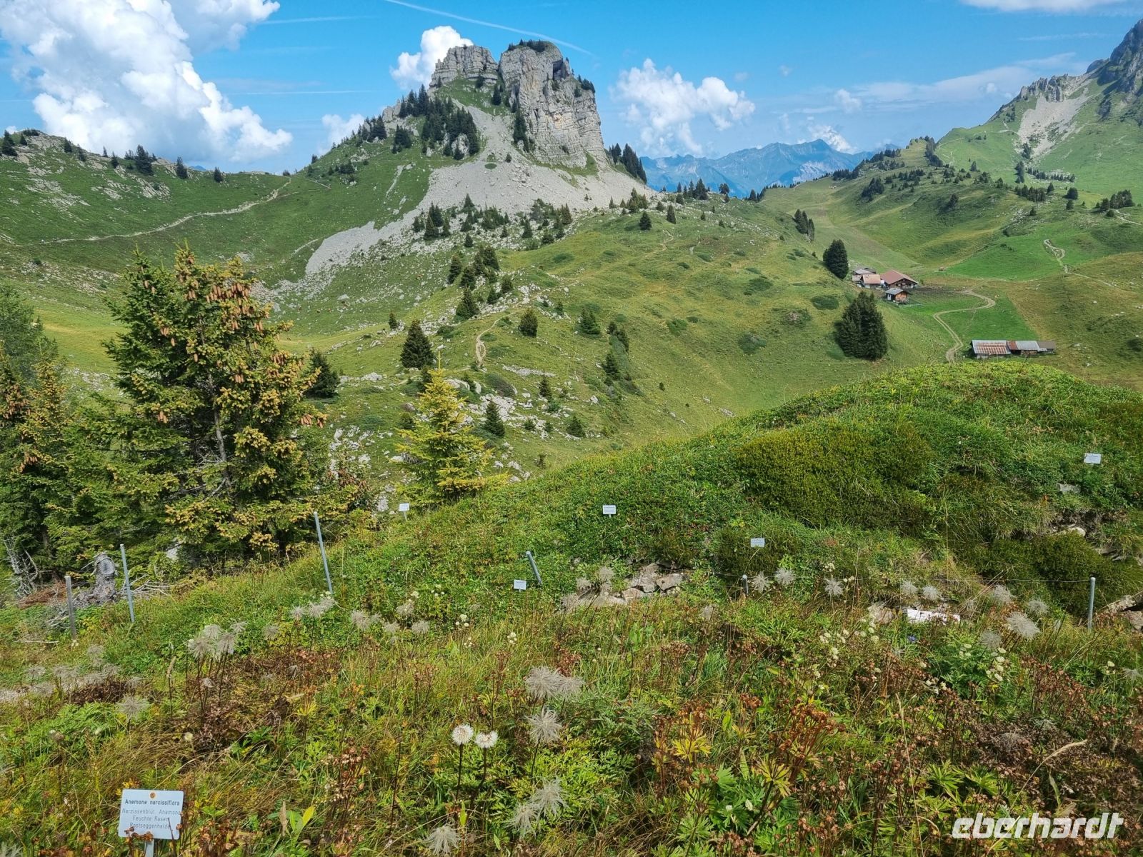Schynige Platte - Alpengarten