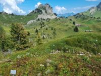 Schynige Platte - Alpengarten