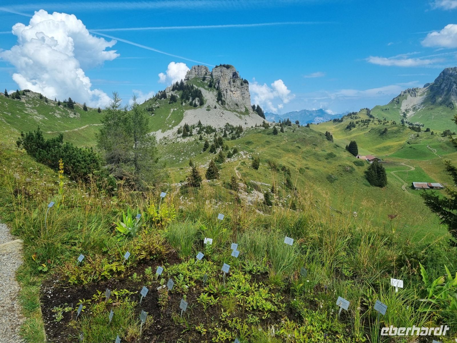 Schynige Platte - Alpengarten