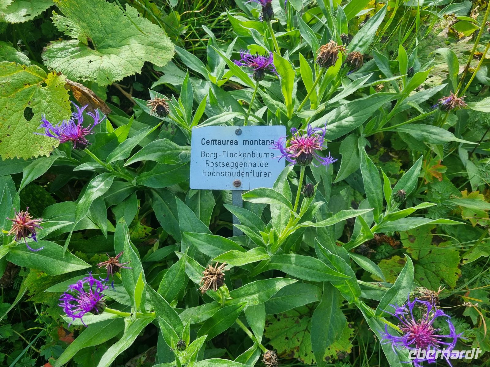 Schynige Platte - Alpengarten