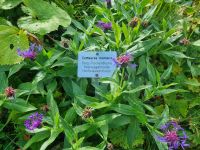 Schynige Platte - Alpengarten