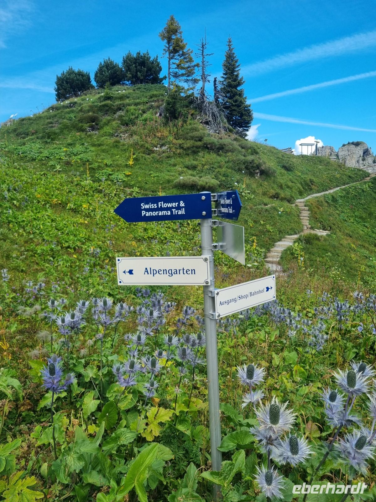 Schynige Platte - Alpengarten