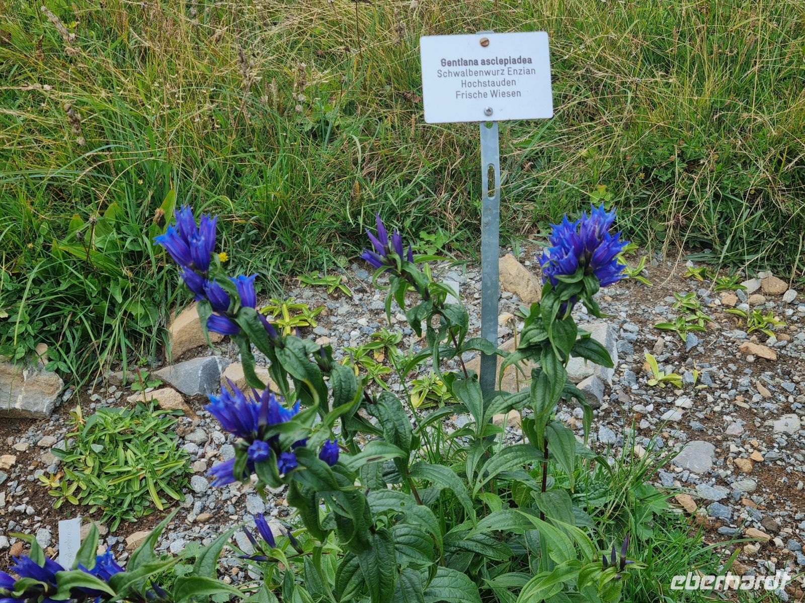 Schynige Platte - Alpengarten