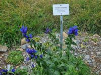 Schynige Platte - Alpengarten