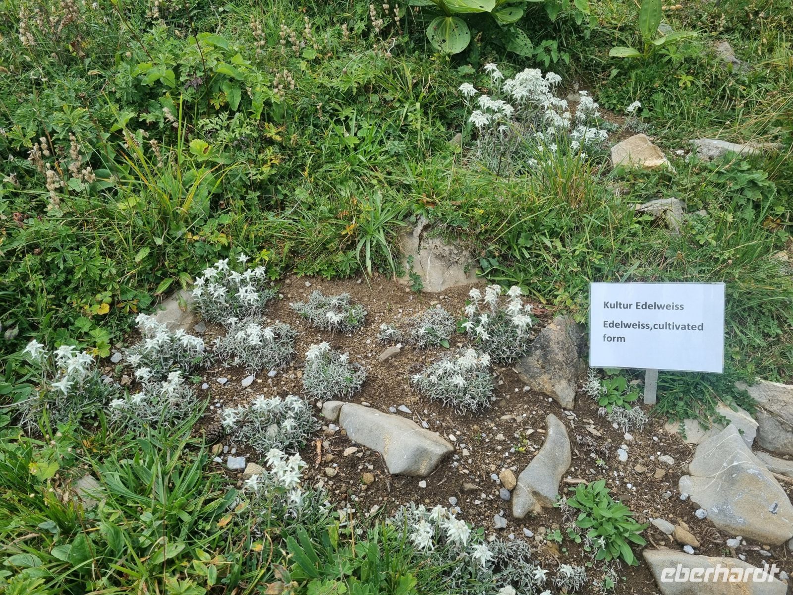 Schynige Platte - Alpengarten