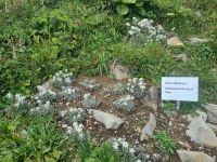 Schynige Platte - Alpengarten